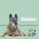 Consejos para perros senior