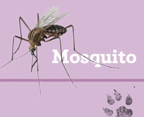 Picada Mosquito Leishmaniosis